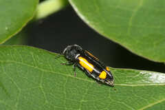 Ptosima gibbicollis