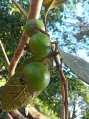 Psidium guineense