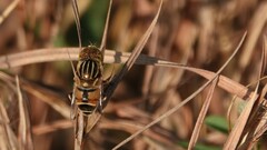 Eristalinus tabanoides