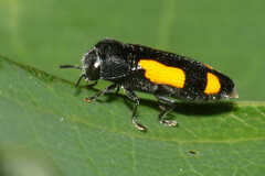 Ptosima gibbicollis