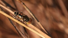 Eristalinus tabanoides