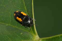 Ptosima gibbicollis