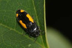 Ptosima gibbicollis