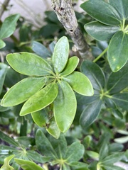 Heptapleurum arboricola