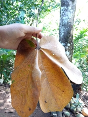 Cecropia peltata