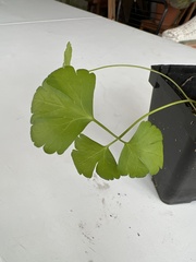 Petroselinum crispum
