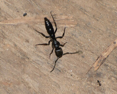 Pachycondyla crassinoda