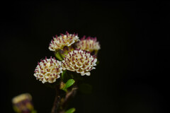 Iltisia echandiensis