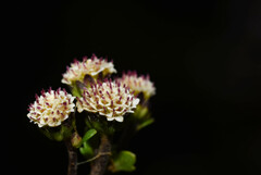 Iltisia echandiensis