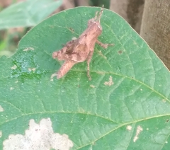 Abracris flavolineata