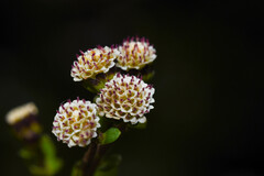 Iltisia echandiensis