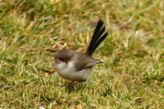 Malurus cyaneus cyanochlamys