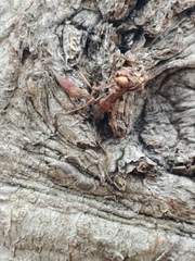 Ophiocordyceps unilateralis