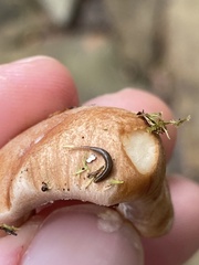 Rhynchodemus sylvaticus