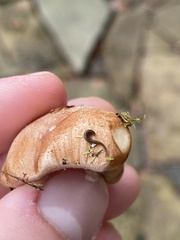 Rhynchodemus sylvaticus