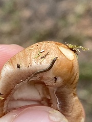 Rhynchodemus sylvaticus