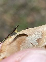 Rhynchodemus sylvaticus