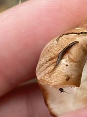 Rhynchodemus sylvaticus