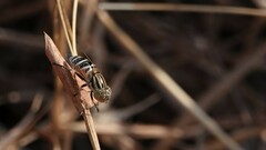 Eristalinus megacephalus