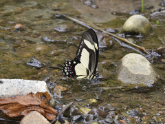 Heraclides torquatus