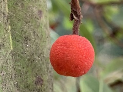 Arbutus andrachne