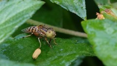 Eristalinus arvorum