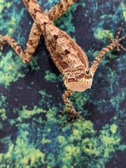 Anolis apletophallus