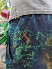 Anolis apletophallus