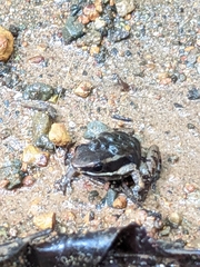 Silverstoneia flotator