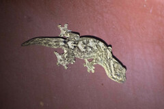 Thecadactylus solimoensis