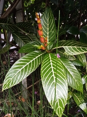 Sanchezia speciosa