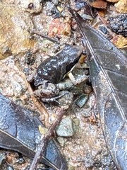 Silverstoneia flotator