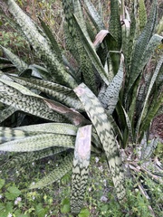 Sansevieria trifasciata