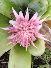 Aechmea fasciata