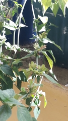 Lippia graveolens