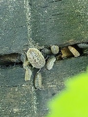 Armadillidium versicolor