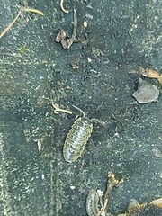 Armadillidium versicolor