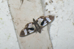 Desmia bajulalis