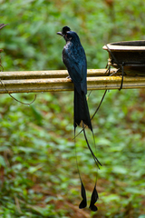 Dicrurus paradiseus