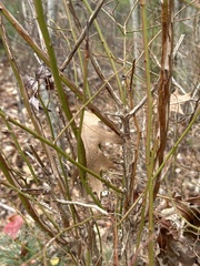Vaccinium corymbosum
