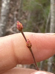 Vaccinium corymbosum