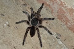 Acanthoscurria