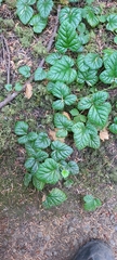 Rubus nivalis