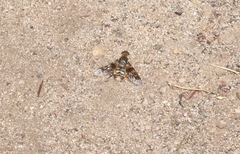 Thyridanthrax nugator