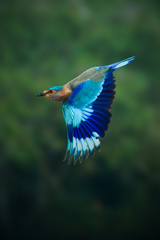 Coracias benghalensis
