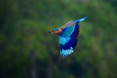 Coracias benghalensis