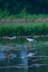 Himantopus himantopus