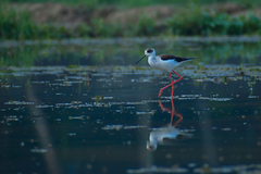 Himantopus himantopus