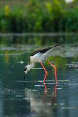 Himantopus himantopus