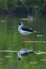 Himantopus himantopus